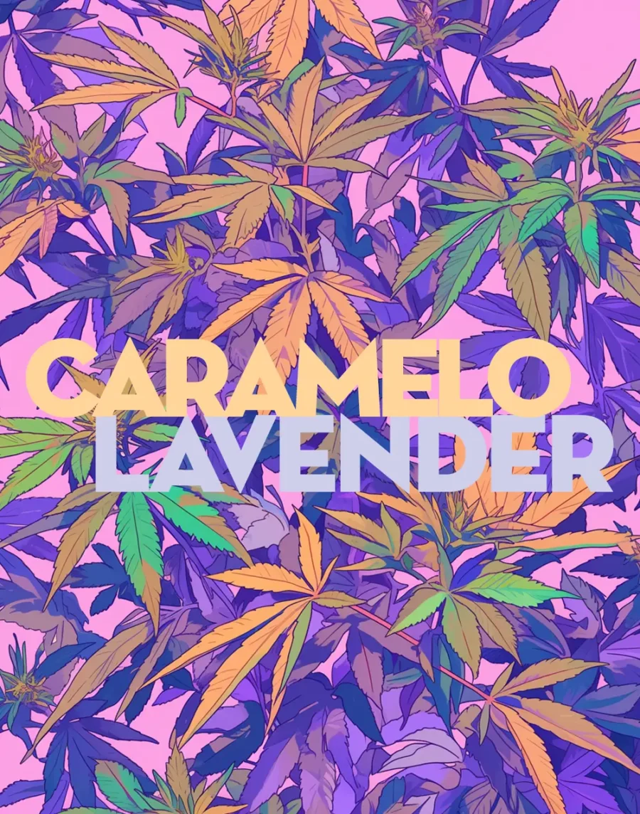 Buy Caramelo Lavender sativa hybrid cannabis strain online for fast delivery in Bangkok and Thailand.